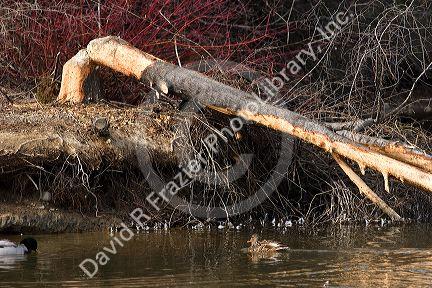 A tree that has been chewed and felled by a beaver.