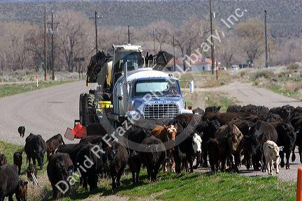 Cattle on the highway blocking traffic on U.S. Highway 30 at King Hill, Idaho.