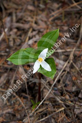 Trillium plant in bloom.