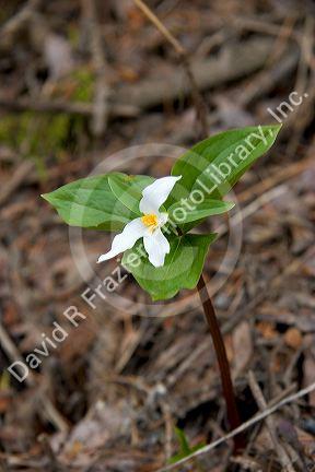 Trillium plant in bloom.