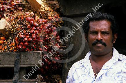 Farmer with a palm oil nut harvest in Malaysia.