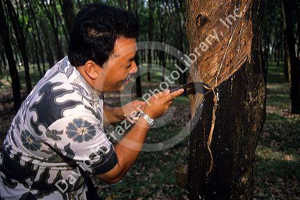 Rubber tree plantation worker in Malaysia taps a tree.