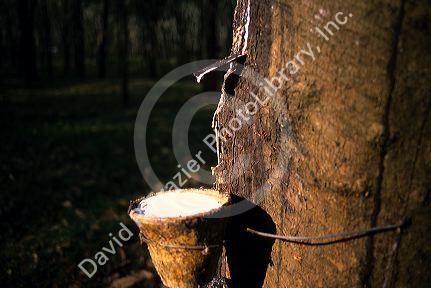 Latex drips from a rubber tree in Malaysia.