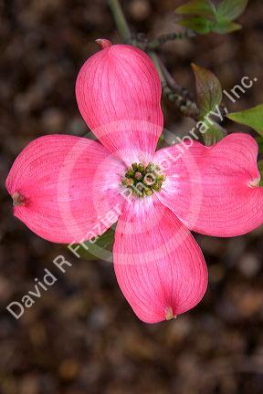 Dogwood tree blossom.