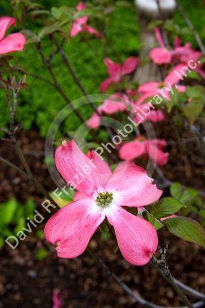 Dogwood tree blossom.