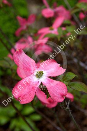 Dogwood tree blossom.