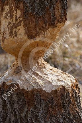 A tree that has been chewed on by a beaver.