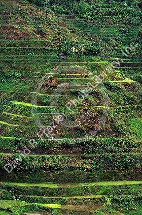 Banaue rice terraces in the Philippines.