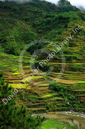 Banaue rice terraces in the Philippines.