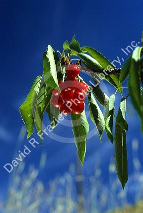 Ripe cherries hang from the tree in Emmett, Idaho.
