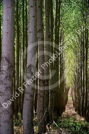 Cottonwood poplar tree farm near Boardman, Oregon.