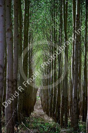Cottonwood poplar tree farm near Boardman, Oregon.
