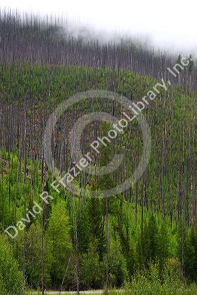Okanagan National Forest 8 years after forest fire showing standing dead trees and new growth in British Columbia, Canada.
