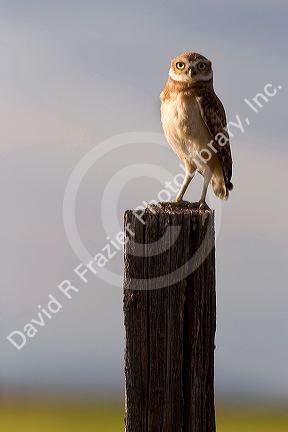 Burrowing owl on a fence post in Idaho.