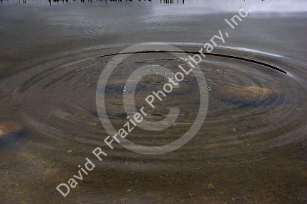 Ripples on water after pebble is tossed in.