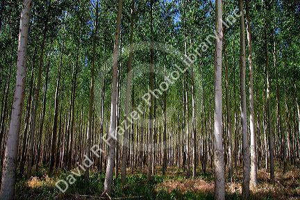 Cottonwood/poplar tree farm near Boardman, Oregon.
