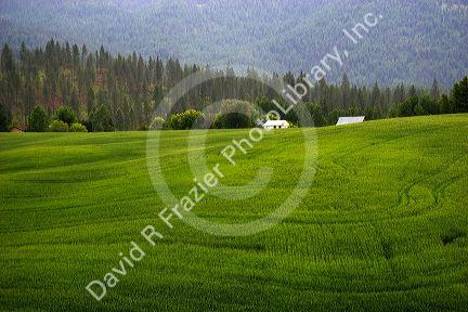 Unripe wheat field near Colville, Washington.