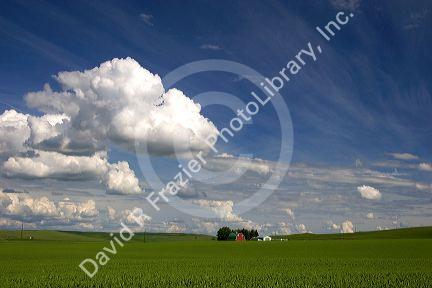 Eastern washington pea farm with rolling hills and clouds.