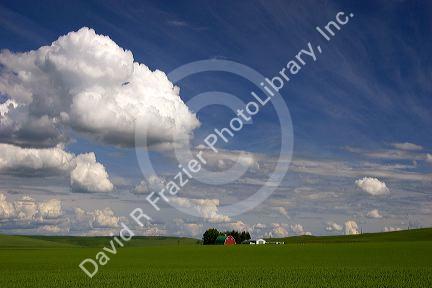 Eastern washington pea farm with rolling hills and clouds.
