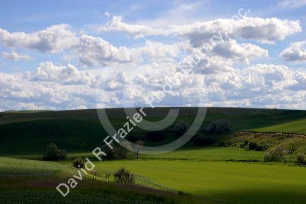 Eastern washington wheat farm with rolling hills and clouds.