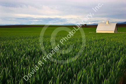 Farm on the Camas Prairie of Idaho near Grangeville.