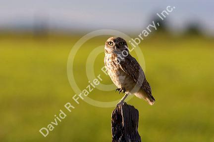Burrowing owl on a fence post in Idaho.