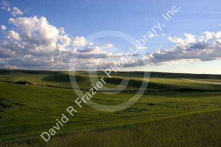 A field of barley grain in the Fremont/Teton county area of eastern Idaho.