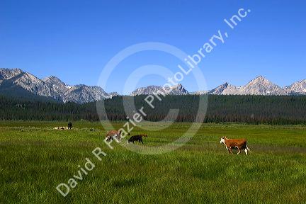 Cattle graze in the Stanley Basin, Idaho.