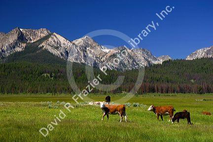 Cattle graze in the Stanley Basin, Idaho.