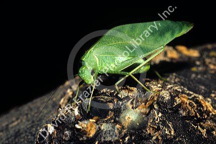 California katydid.
