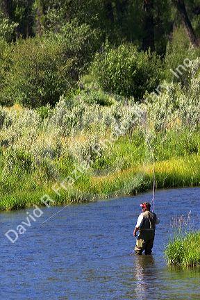 Fly fishing near Jackson Hole, Wyoming.