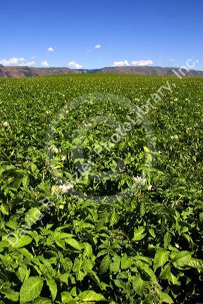 Potato field in bloom near Idaho Falls, Idaho.