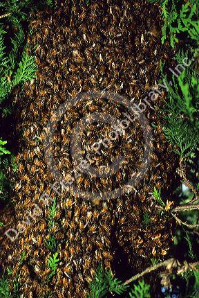 A swarm of honey bees.
