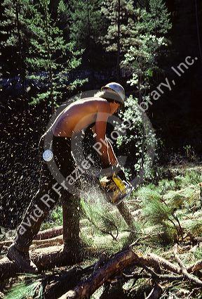 A logger at work with a chainsaw in the Boise National Forest.