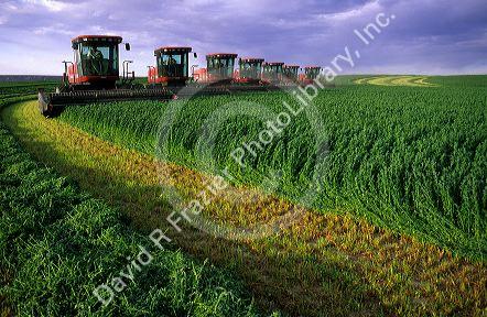 Seven swathers harvest alfalfa hay in Grandview, Idaho.