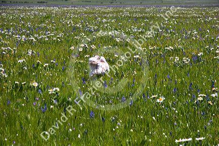 Dog running in mountain meadow near Cascade, Idaho.