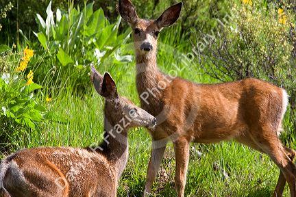 Mule deer in Idaho.