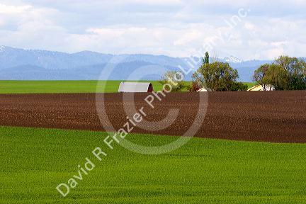 Farm on the Camas Prairie of Idaho near Grangeville.