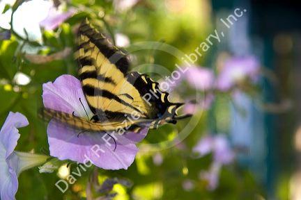 A swallowtail butterfly drinking nectar from a petunia flower with motion in wings.