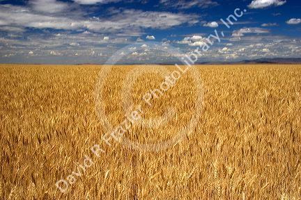 Wheat field in Elmore County, Idaho.