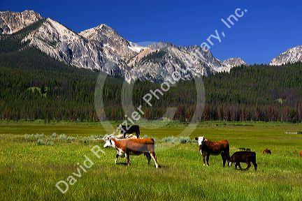 Cattle graze in the Stanley Basin, Idaho.