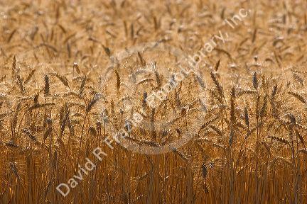 Ripe wheat ready for harvest in Eastern Oregon.