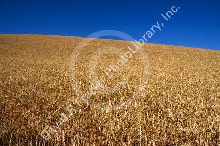 Ripe wheat ready for harvest near Pendleton, Oregon.