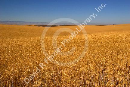 Ripe wheat ready for harvest near Pendleton, Oregon.