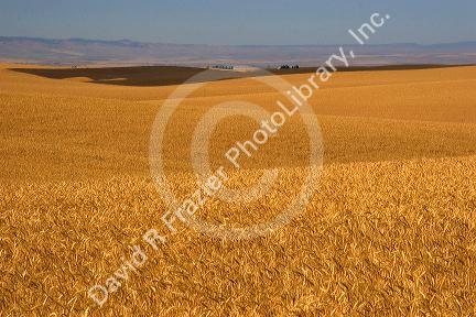 Ripe wheat ready for harvest near Pendleton, Oregon.