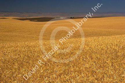 Ripe wheat ready for harvest near Pendleton, Oregon.