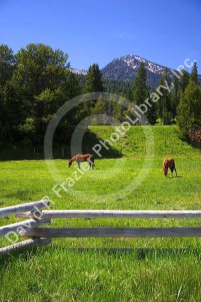 Horses graze in a meadow near Cascade, Idaho.