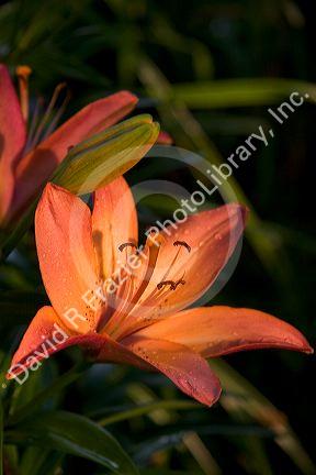 Lily with water drops on the petals.