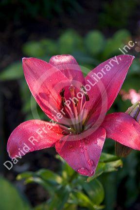 Lily with water drops on the petals.