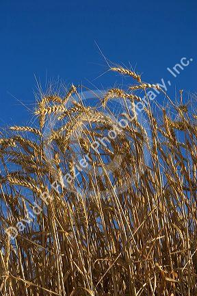 Ripe wheat ready to harvest in Eastern Oregon.